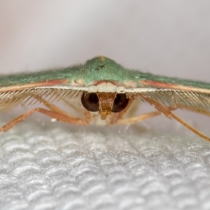 Chlorocoma dichloraria at Melba, ACT - 6 Mar 2021 12:52 PM