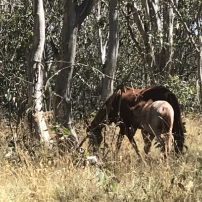 Equus caballus (Horse, Feral Horse) at Tantangara, NSW - 6 Mar 2021 by Tapirlord