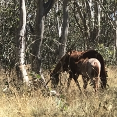 Equus caballus (Brumby, Wild Horse) at Tantangara, NSW - 6 Mar 2021 by Tapirlord