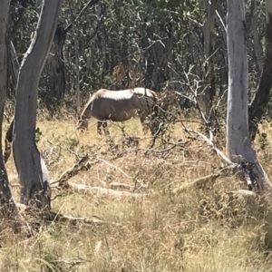 Equus caballus at Tantangara, NSW - suppressed