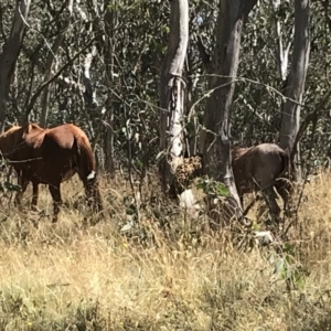 Equus caballus at Tantangara, NSW - 6 Mar 2021