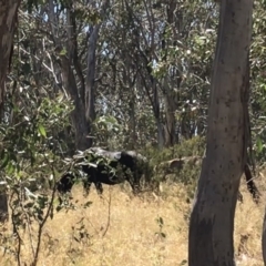 Equus caballus at Tantangara, NSW - 6 Mar 2021