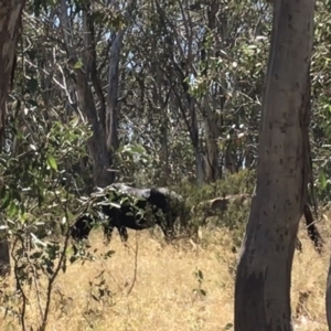 Equus caballus at Tantangara, NSW - suppressed