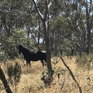 Equus caballus at Tantangara, NSW - suppressed