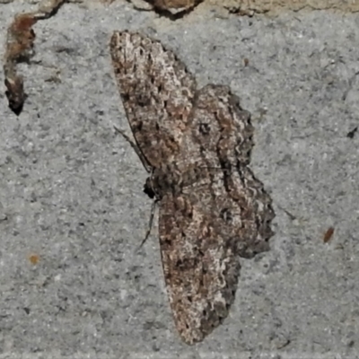 Ectropis fractaria (Ringed Bark Moth) at Paddys River, ACT - 4 Mar 2021 by JohnBundock