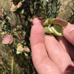 Pimelea bracteata (A Rice Flower) at Kosciuszko National Park - 6 Mar 2021 by Tapirlord