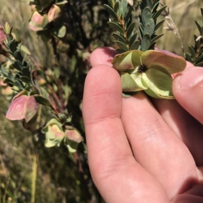 Pimelea bracteata (A Rice Flower) at Kosciuszko National Park - 6 Mar 2021 by Tapirlord