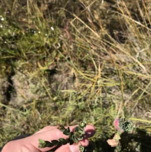 Pimelea bracteata at Tantangara, NSW - 6 Mar 2021