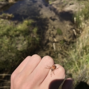 Araneinae (subfamily) at Tantangara, NSW - 6 Mar 2021