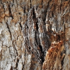 Scioglyptis chionomera (Grey Patch Bark Moth) at Cotter Reserve - 5 Mar 2021 by JohnBundock