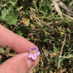 Geranium antrorsum (Rosetted Cranesbill) at Kosciuszko National Park - 6 Mar 2021 by Tapirlord