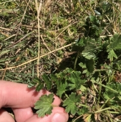 Geranium antrorsum at Tantangara, NSW - 6 Mar 2021