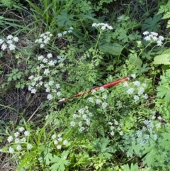 Conium maculatum (Hemlock) at Stromlo, ACT - 5 Mar 2021 by RAllen