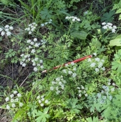 Conium maculatum (Hemlock) at Stony Creek - 5 Mar 2021 by RAllen