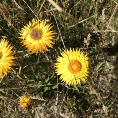 Xerochrysum subundulatum (Alpine Everlasting) at Tantangara, NSW - 6 Mar 2021 by Tapirlord