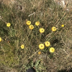 Xerochrysum subundulatum at Tantangara, NSW - 6 Mar 2021