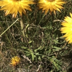 Xerochrysum subundulatum at Tantangara, NSW - 6 Mar 2021