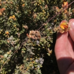 Oxylobium ellipticum (Common Shaggy Pea) at Kosciuszko National Park - 6 Mar 2021 by Tapirlord