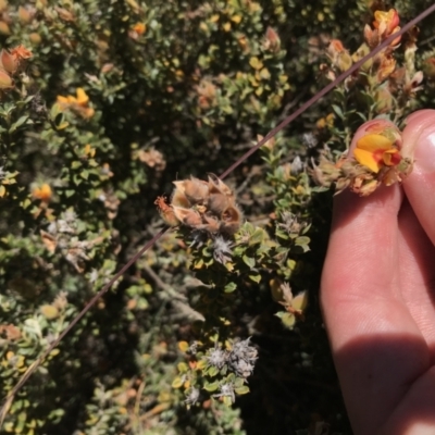 Oxylobium ellipticum (Common Shaggy Pea) at Tantangara, NSW - 6 Mar 2021 by Tapirlord