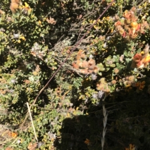 Oxylobium ellipticum at Tantangara, NSW - 6 Mar 2021