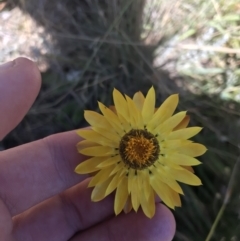 Xerochrysum subundulatum (Alpine Everlasting) at Tantangara, NSW - 6 Mar 2021 by Tapirlord