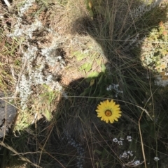 Xerochrysum subundulatum at Tantangara, NSW - 6 Mar 2021 02:06 PM