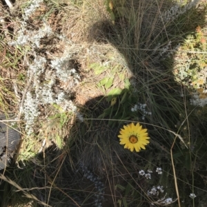 Xerochrysum subundulatum at Tantangara, NSW - 6 Mar 2021