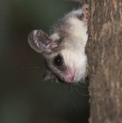 Cercartetus nanus (Eastern Pygmy Possum) at Uriarra Village, ACT - 6 Mar 2021 by TimotheeBonnet