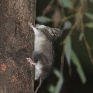 Cercartetus nanus at Uriarra Village, ACT - 6 Mar 2021