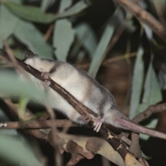 Cercartetus nanus at Uriarra Village, ACT - 6 Mar 2021 09:05 PM