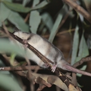 Cercartetus nanus at Uriarra Village, ACT - 6 Mar 2021