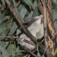 Cercartetus nanus at Uriarra Village, ACT - 6 Mar 2021