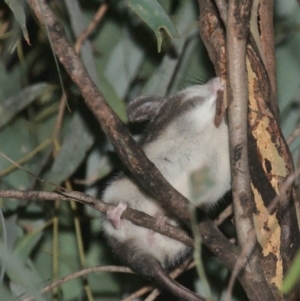 Cercartetus nanus at Uriarra Village, ACT - 6 Mar 2021 09:05 PM