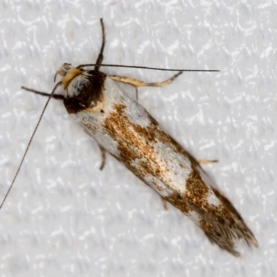 Palimmeces habrophanes (A Concealer moth) at Melba, ACT - 6 Mar 2021 by Bron