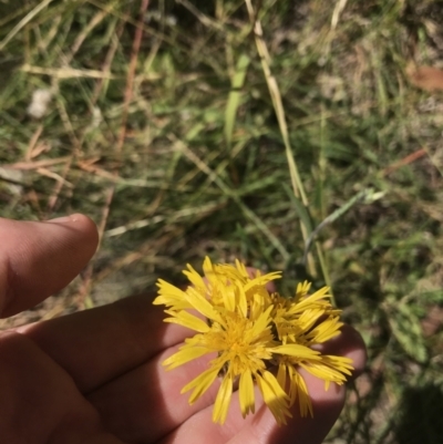 Podolepis decipiens (A Copper-wire Daisy) at Kosciuszko National Park - 6 Mar 2021 by Tapirlord