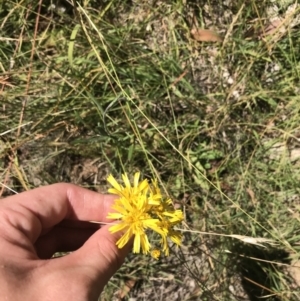 Podolepis decipiens at Tantangara, NSW - 6 Mar 2021