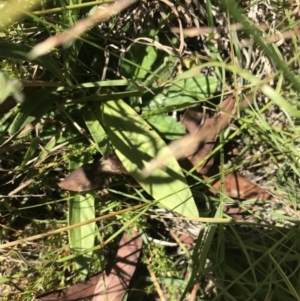 Podolepis decipiens at Tantangara, NSW - 6 Mar 2021