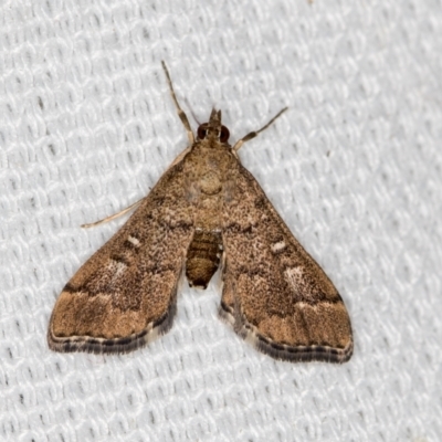 Nacoleia rhoeoalis (Spilomelinae) at Melba, ACT - 6 Mar 2021 by Bron