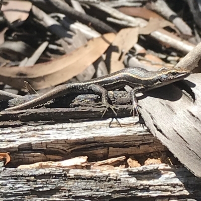 Pseudemoia spenceri (Spencer's Skink) at Tantangara, NSW - 6 Mar 2021 by Tapirlord