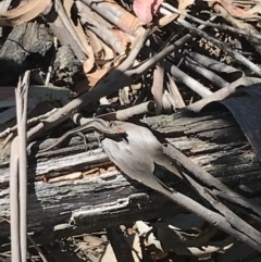 Pseudemoia spenceri at Tantangara, NSW - 6 Mar 2021