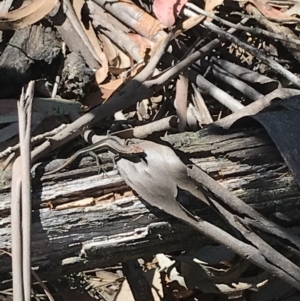 Pseudemoia spenceri at Tantangara, NSW - 6 Mar 2021