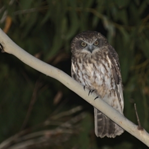 Ninox boobook at Cotter River, ACT - 6 Mar 2021 09:58 PM