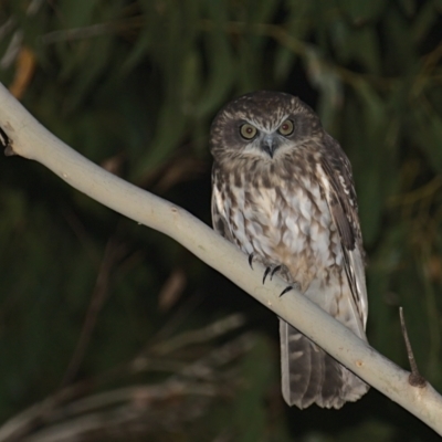 Ninox boobook (Southern Boobook) at Lower Cotter Catchment - 6 Mar 2021 by TimotheeBonnet