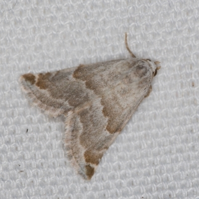 Eublemma amoena (Crown Moth) at Melba, ACT - 6 Mar 2021 by Bron
