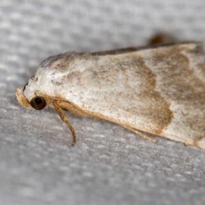 Acontiinae provisional species 1 at Melba, ACT - 6 Mar 2021 01:02 PM