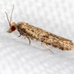 Isochorista ranulana (A Tortricid moth) at Melba, ACT - 6 Mar 2021 by Bron
