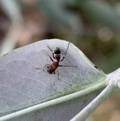 Myrmarachne (genus) (Unidentified Ant-mimic jumping spider) at Murrumbateman, NSW - 7 Mar 2021 by SimoneC