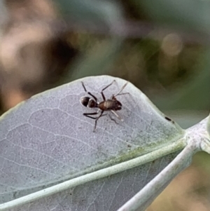 Myrmarachne sp. (genus) at Murrumbateman, NSW - 7 Mar 2021