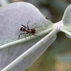 Myrmarachne sp. (genus) at Murrumbateman, NSW - 7 Mar 2021