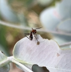 Myrmarachne sp. (genus) at Murrumbateman, NSW - 7 Mar 2021